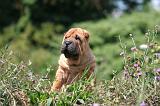 SHAR-PEI 847